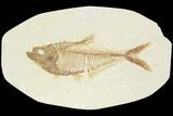 Fossil Fish (Diplomystus) - Green River Formation #122733-1